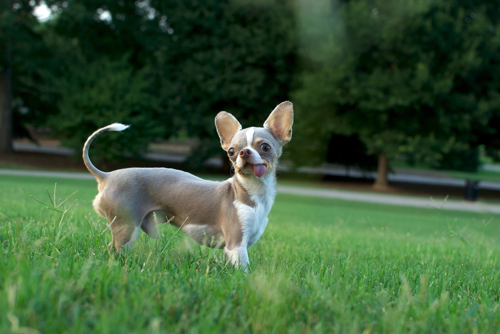 piedmont_dog_park_atlanta